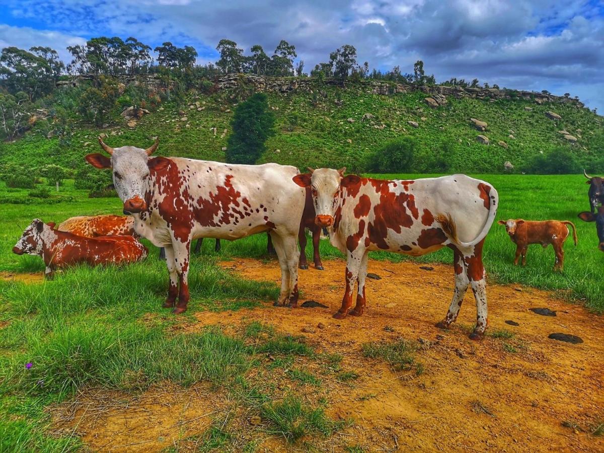 Oban Historical Guest Farm Van Reenen Exterior photo