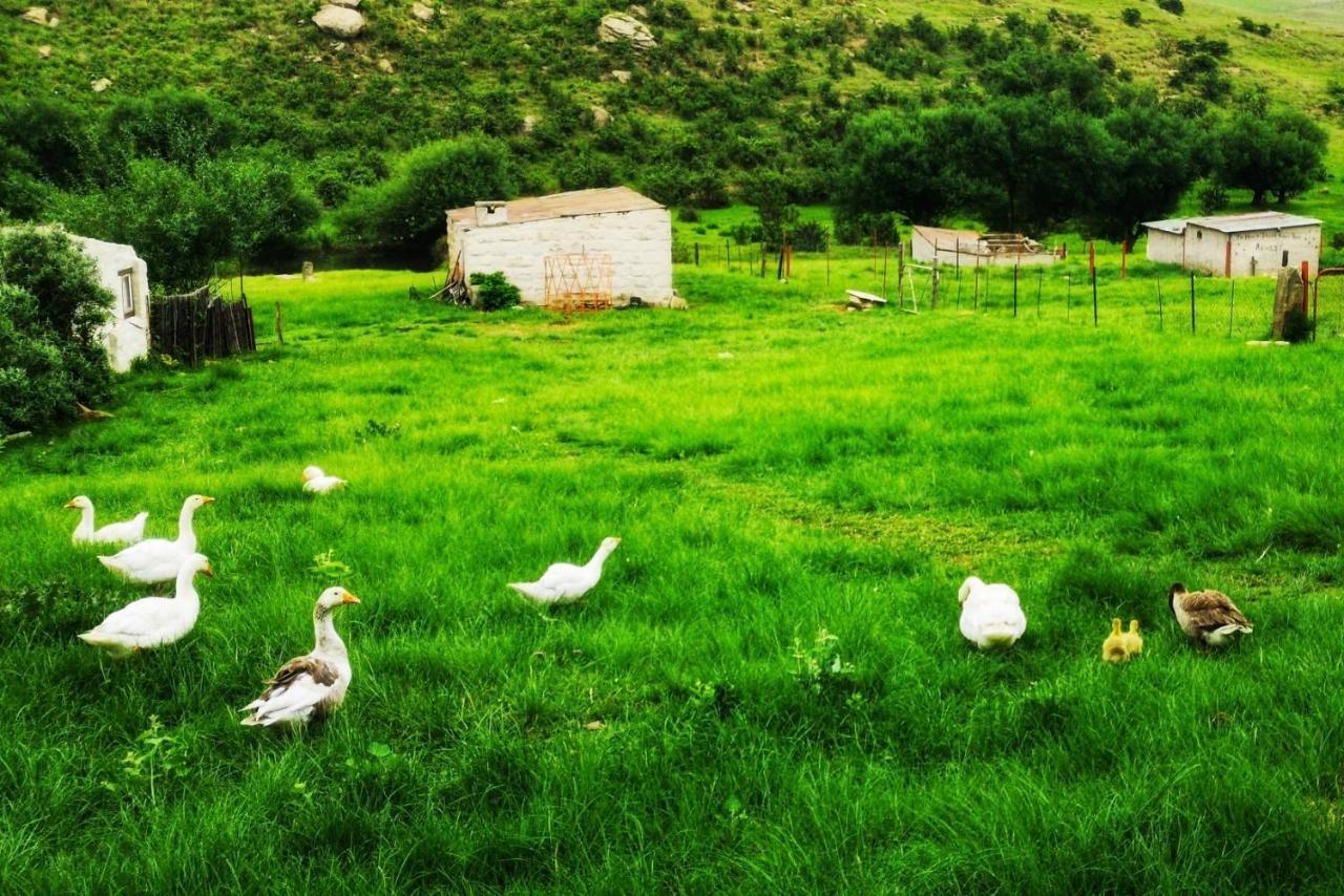 Oban Historical Guest Farm Van Reenen Exterior photo